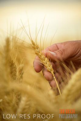 December 2016 / CROPS_CLOSE-UP_1185