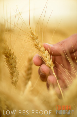 December 2016 / CROPS_CLOSE-UP_1187