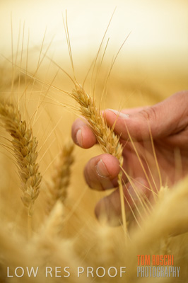 December 2016 / CROPS_CLOSE-UP_1188