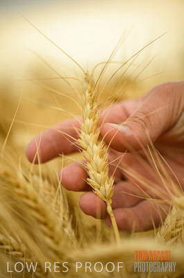 December 2016 / CROPS_CLOSE-UP_1189