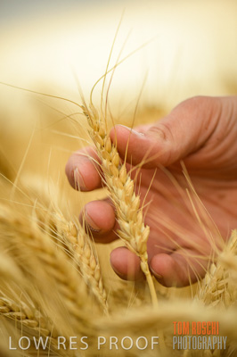 December 2016 / CROPS_CLOSE-UP_1190