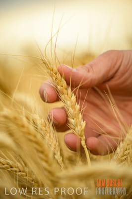 December 2016 / CROPS_CLOSE-UP_1191