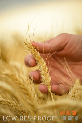 December 2016 / CROPS_CLOSE-UP_1192