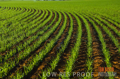 June 2007 / CROPS_CLOSE-UP_121