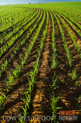 June 2007 / CROPS_CLOSE-UP_125