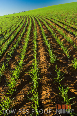June 2007 / CROPS_CLOSE-UP_126