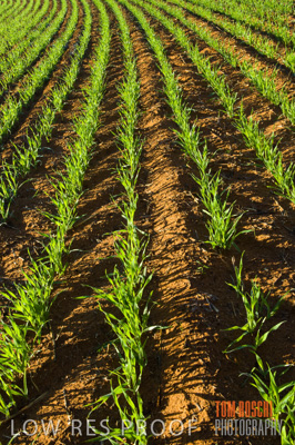 June 2007 / CROPS_CLOSE-UP_127