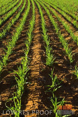 June 2007 / CROPS_CLOSE-UP_128