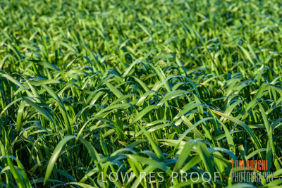 August 2017 / CROPS_CLOSE-UP_1303