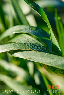 August 2017 / CROPS_CLOSE-UP_1304