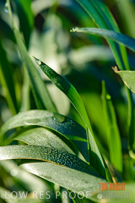 August 2017 / CROPS_CLOSE-UP_1305
