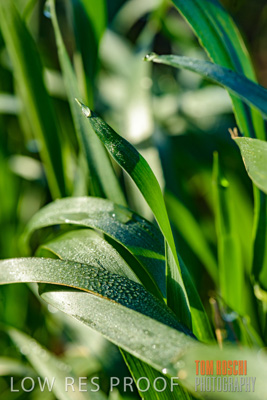 August 2017 / CROPS_CLOSE-UP_1306