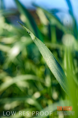 August 2017 / CROPS_CLOSE-UP_1307