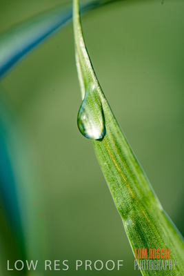 August 2017 / CROPS_CLOSE-UP_1308