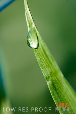 August 2017 / CROPS_CLOSE-UP_1309