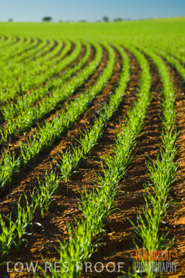 June 2007 / CROPS_CLOSE-UP_131