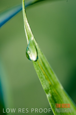 August 2017 / CROPS_CLOSE-UP_1310