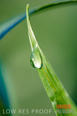 August 2017 / CROPS_CLOSE-UP_1311