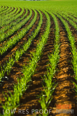 June 2007 / CROPS_CLOSE-UP_133