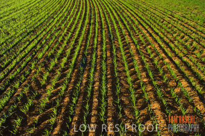 June 2007 / CROPS_CLOSE-UP_134