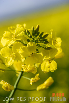 August 2017 / CROPS_CLOSE-UP_1342