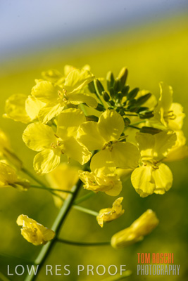 August 2017 / CROPS_CLOSE-UP_1343