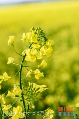 August 2017 / CROPS_CLOSE-UP_1344