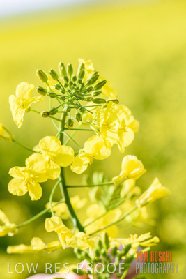 August 2017 / CROPS_CLOSE-UP_1345