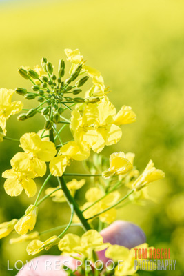 August 2017 / CROPS_CLOSE-UP_1346