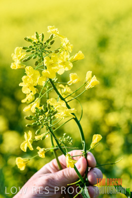 August 2017 / CROPS_CLOSE-UP_1347