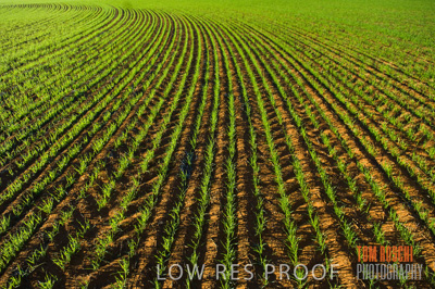 June 2007 / CROPS_CLOSE-UP_135