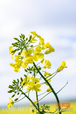 August 2017 / CROPS_CLOSE-UP_1350