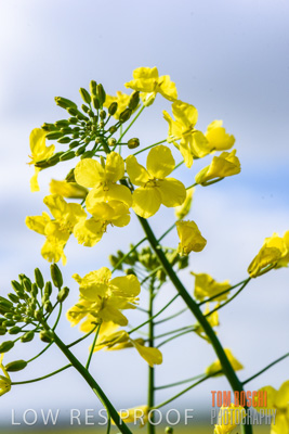 August 2017 / CROPS_CLOSE-UP_1351