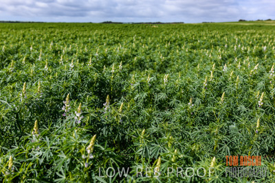 August 2017 / CROPS_CLOSE-UP_1378