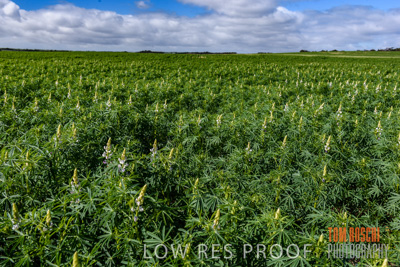 August 2017 / CROPS_CLOSE-UP_1379