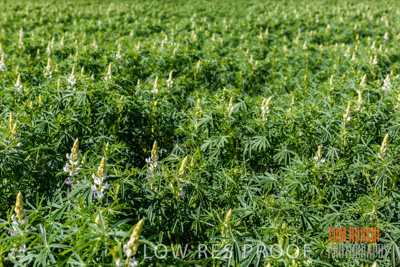 August 2017 / CROPS_CLOSE-UP_1380