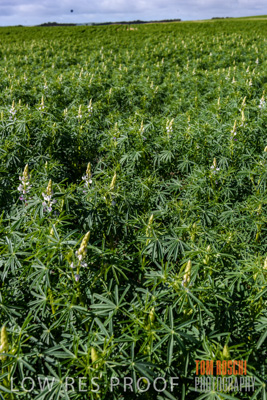 August 2017 / CROPS_CLOSE-UP_1382