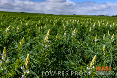 August 2017 / CROPS_CLOSE-UP_1383