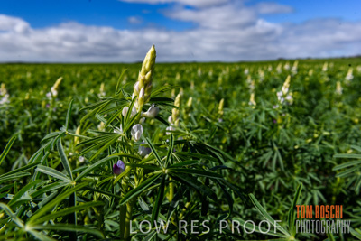 August 2017 / CROPS_CLOSE-UP_1384