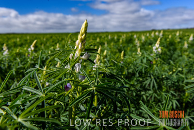 August 2017 / CROPS_CLOSE-UP_1385