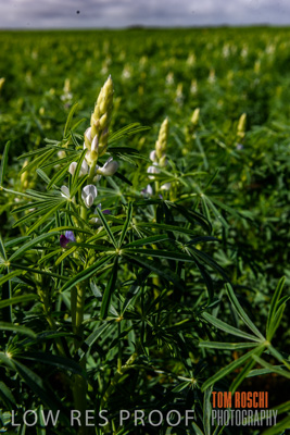 August 2017 / CROPS_CLOSE-UP_1390