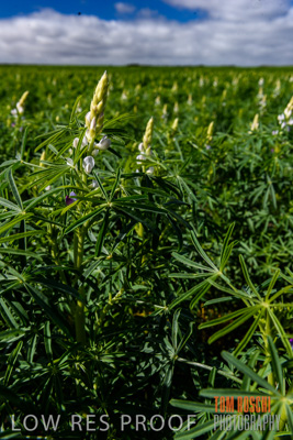 August 2017 / CROPS_CLOSE-UP_1391