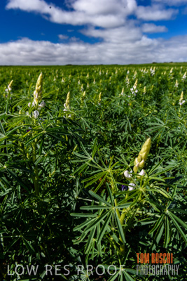 August 2017 / CROPS_CLOSE-UP_1393