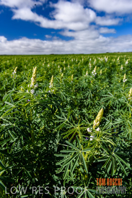 August 2017 / CROPS_CLOSE-UP_1395