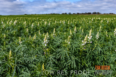 August 2017 / CROPS_CLOSE-UP_1396