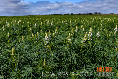 August 2017 / CROPS_CLOSE-UP_1397