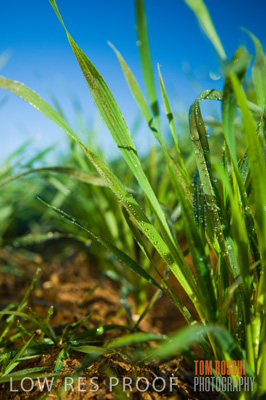 June 2007 / CROPS_CLOSE-UP_141