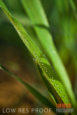 June 2007 / CROPS_CLOSE-UP_142