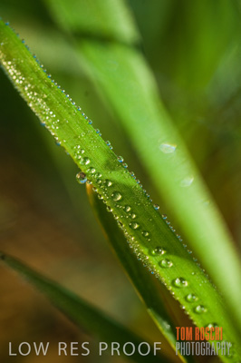 June 2007 / CROPS_CLOSE-UP_143
