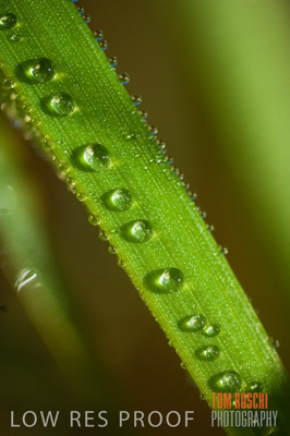June 2007 / CROPS_CLOSE-UP_145